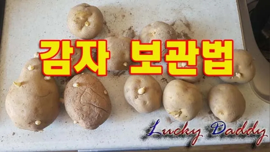 감자 보관법과 오래 신선하게 두는 꿀팁_5