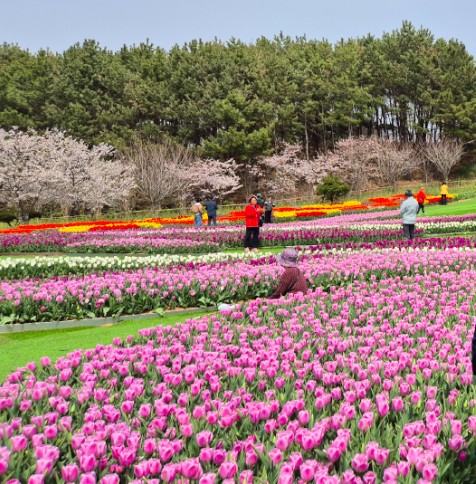 태안 튤립축제 기간 입장료 할인