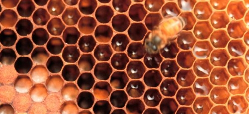 프로폴리스 이미지