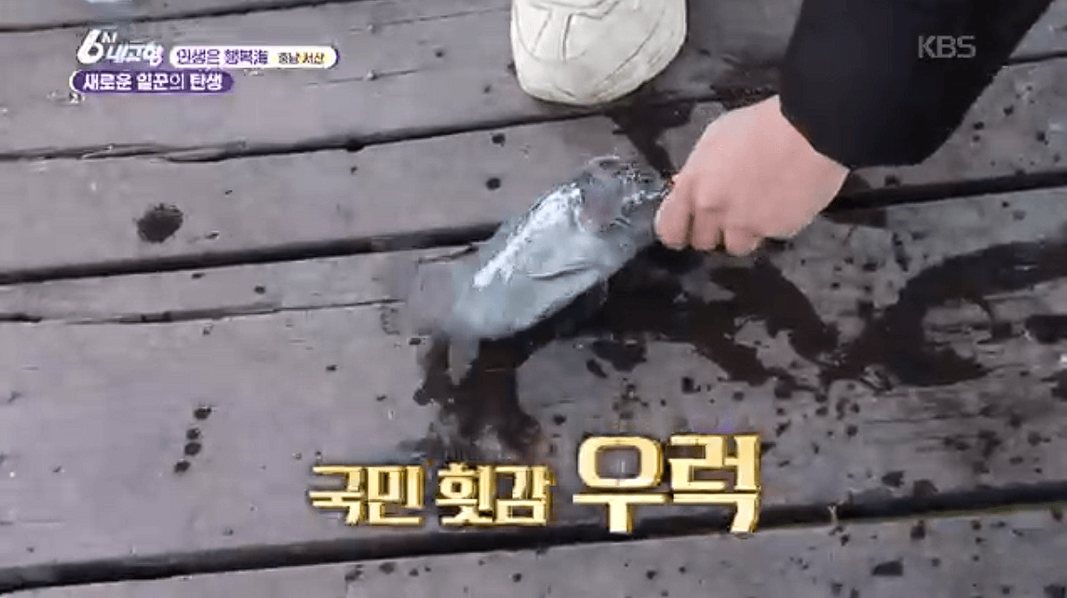 [6시내고향]충남 서산 해상 좌대낚시 고려호 창리해상펜션 바지락 해뜨는천수만 예약 연락처 위치 정보를 자세히 알려주는 이미지입니다.