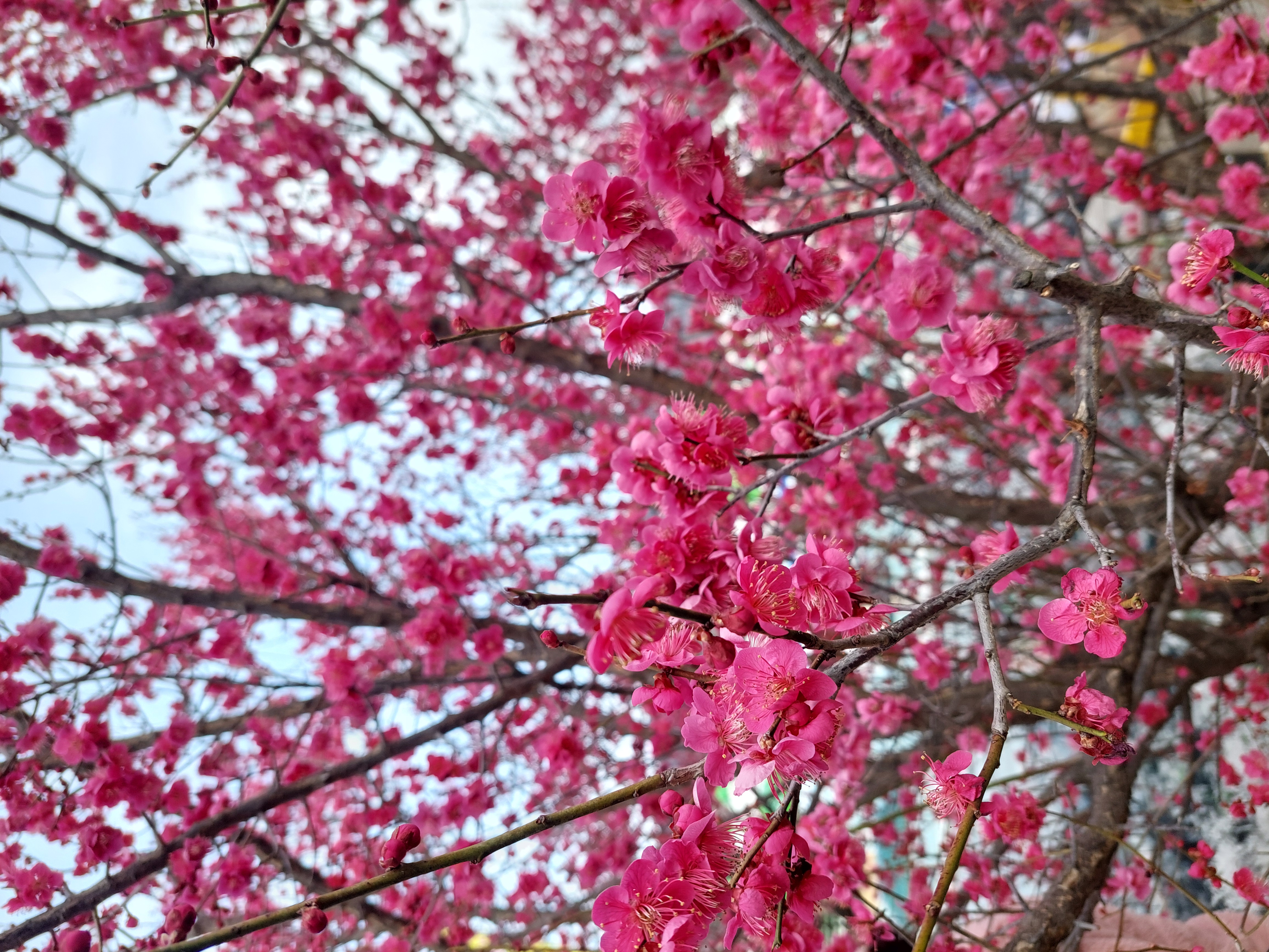 쫓비산