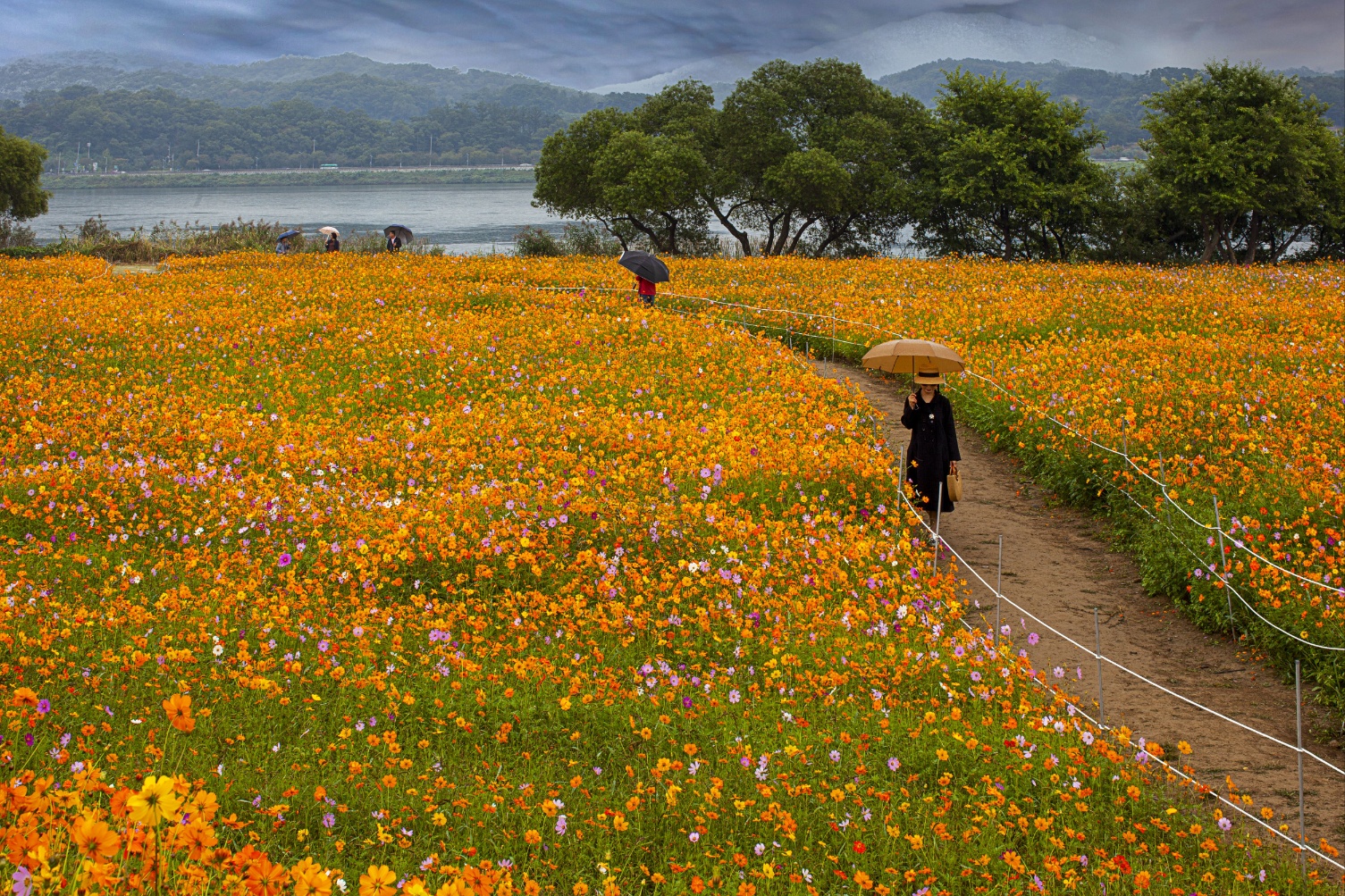 남양주 물의정원 황화코스모스길 걷기
