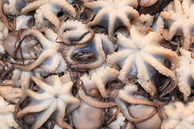 쭈꾸미-철