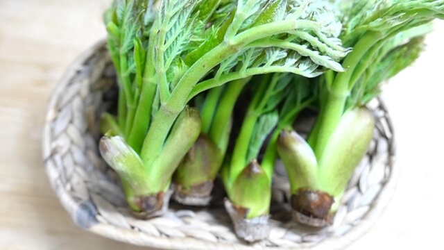 참두릅, 땅두릅 효능