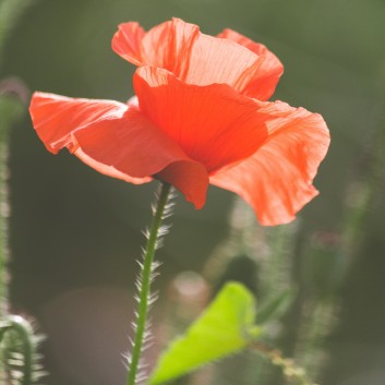 용수골 꽃양귀비축제