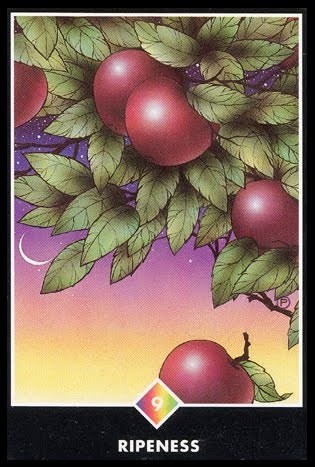 오늘운세 타로운세