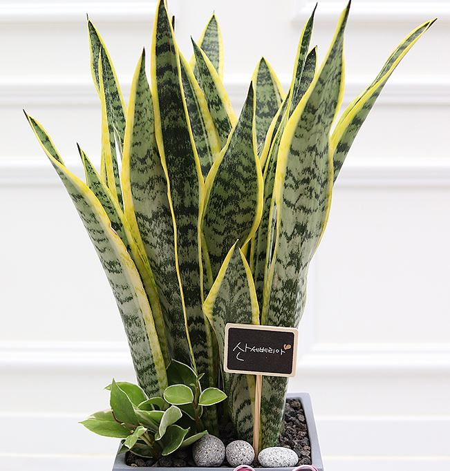 산세베리아 로우렌티