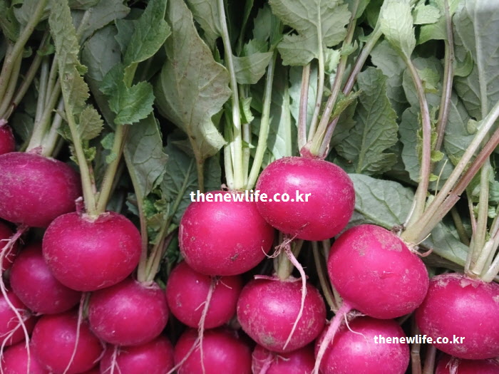적환무 효능이 면역력 강화와 감기 예방에 도움이 되는 비타민C가 풍부한 실물 사진