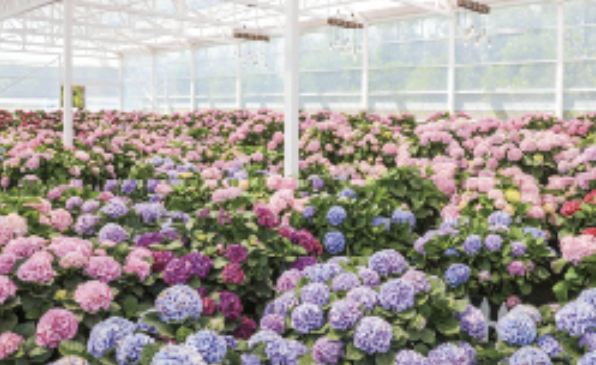 휴애리 수국축제