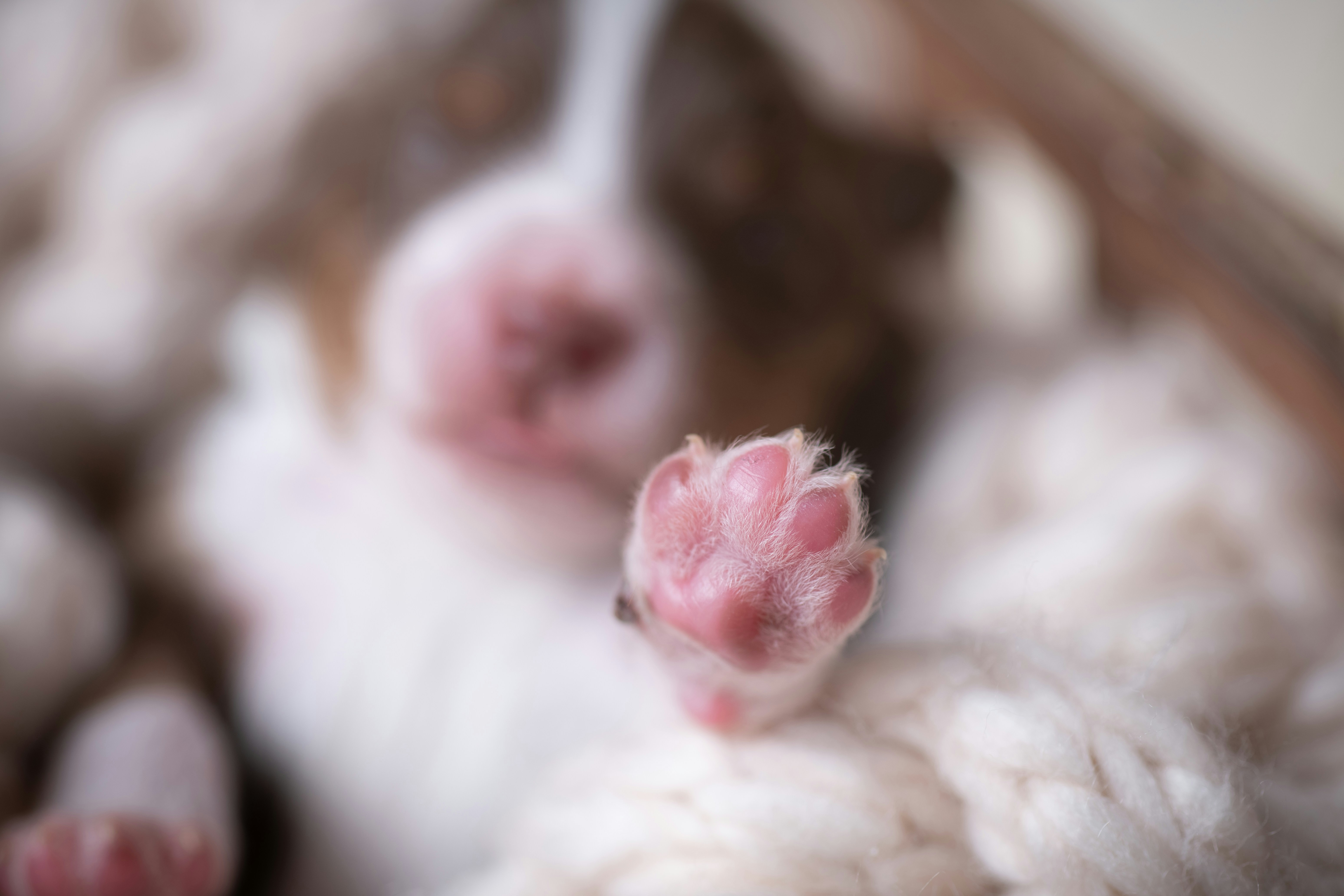 강아지 발톱 관리 주기