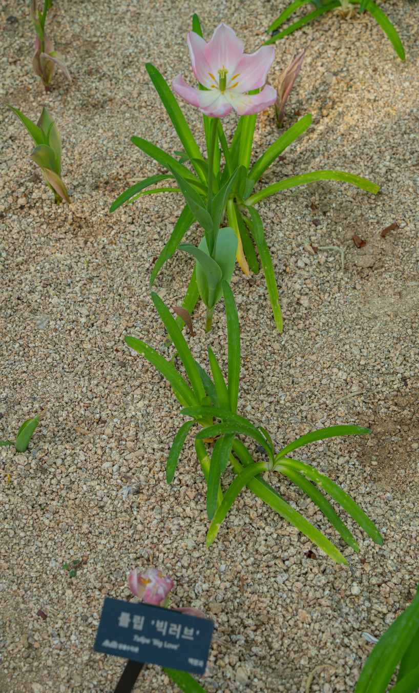 일월 수목원 꽃