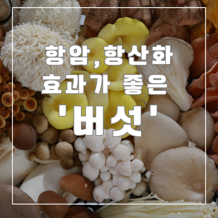 항암 항산화 효과 좋은 버섯