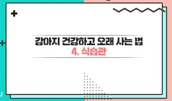 강아지 오래사는 신장관리 비법 생활습관_9