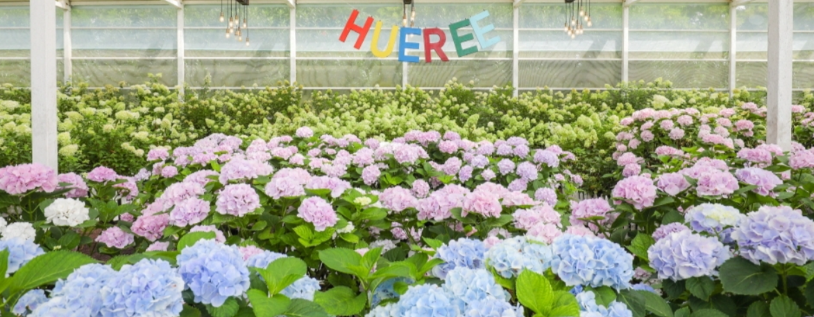 휴애리 유럽 수국