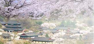 전라도 모악산 벚꽃 명소 베스트 5 벚꽃시기 만개시기 드라이브 코스