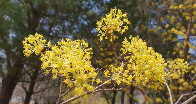산수유꽃