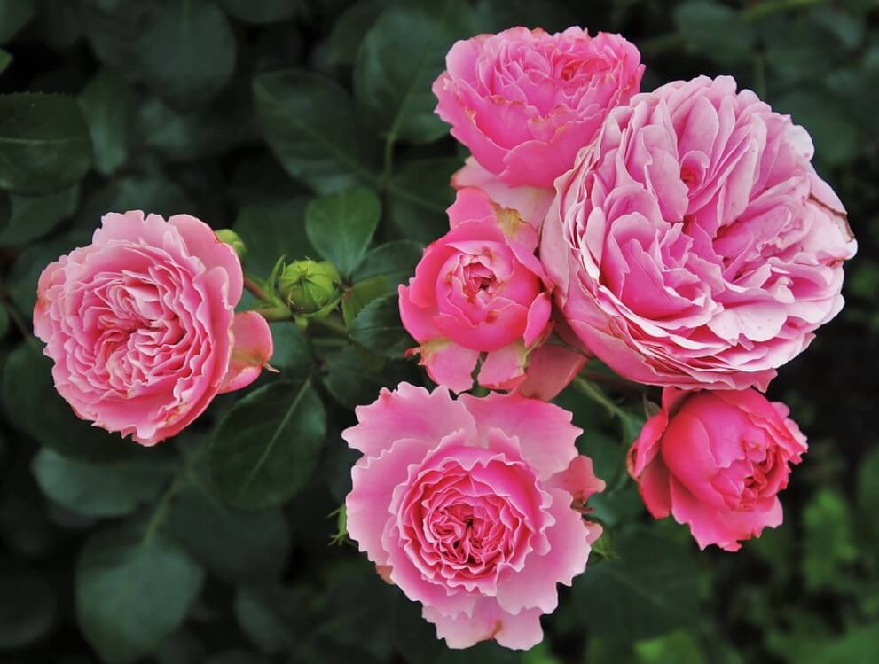 울산대공원장미축제