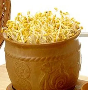 콩나물 재배 콩 불리기 온도 유지 깨끗한 세척_5