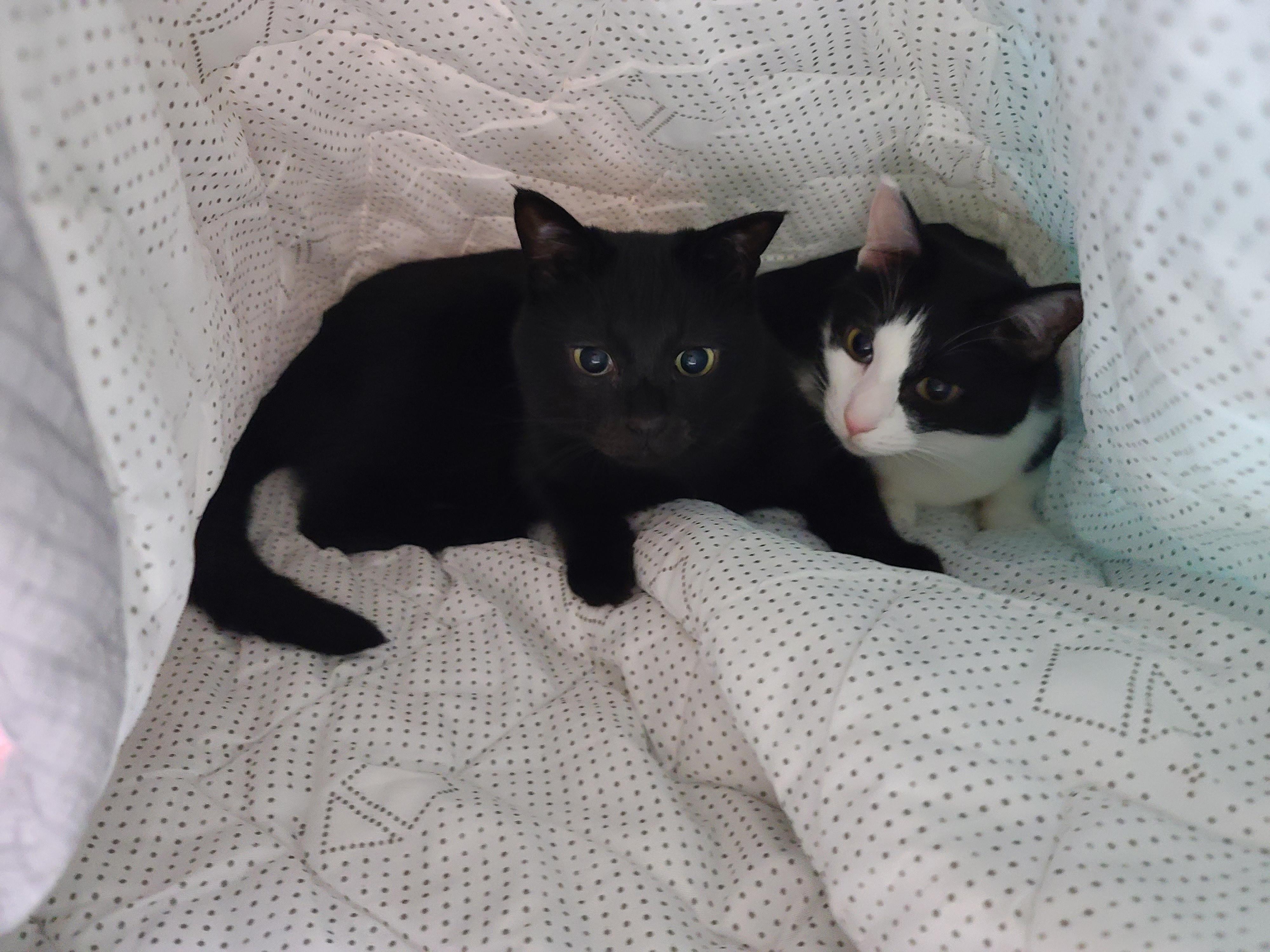 인기짱인 이불속 체험! 진상고객들과 늘어나는 대기자들..