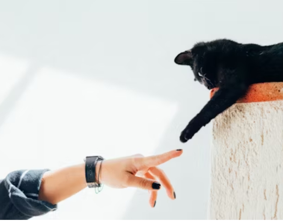 고양이를 위한 좋은 장난감 추천과 선택 가이드