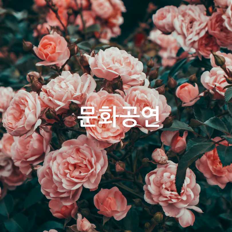 삼척장미축제 2025 : 5월6월 국내여행지