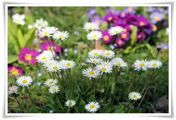 "마가렛" 상큼함으로 일상을 물들이는 꽃, 키우기부터 활용까지 완벽 가이드!