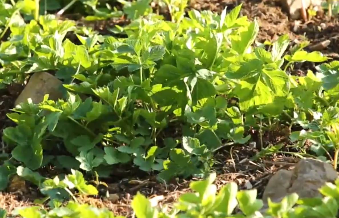 들판에 핀 6시내고향 영양 어수리