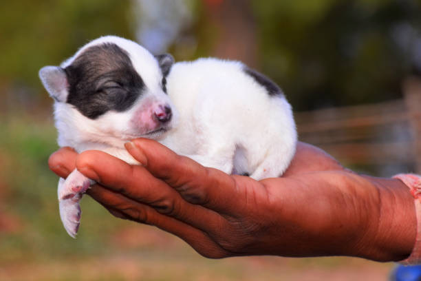 내 라이프스타일에 맞는 반려동물 선택법
