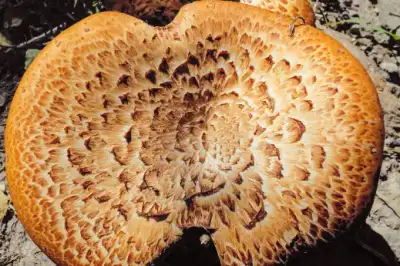 국산 능이버섯 가격 및 효능&amp;#44;채취시기