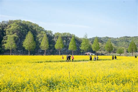 생생정보 창녕 유채꽃 우포늪 안리마을 여행