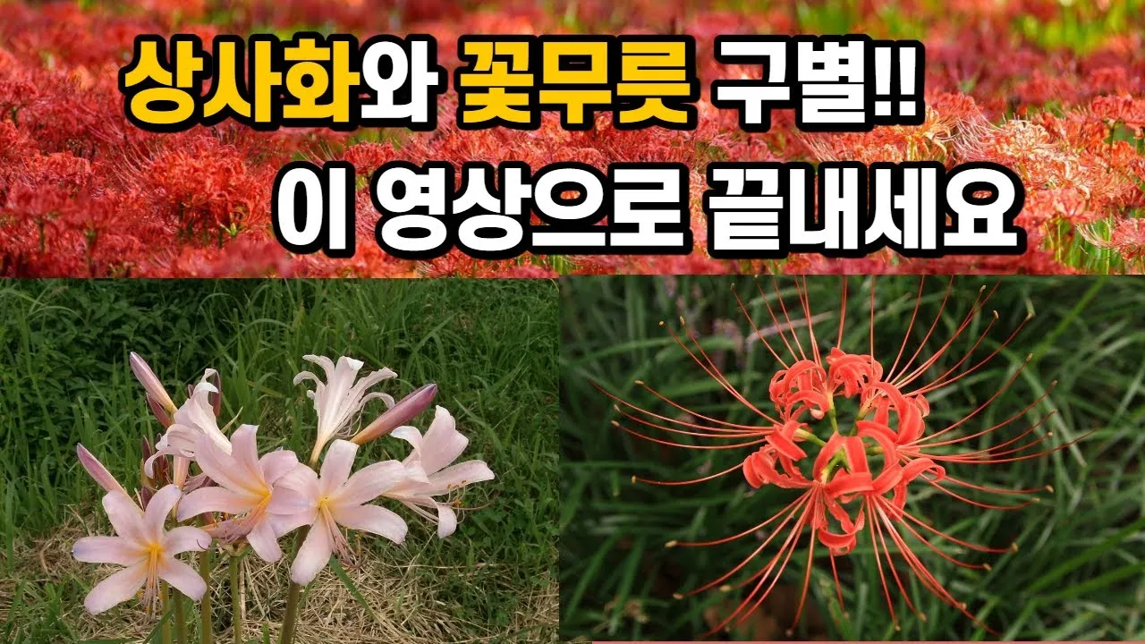 꽃무릇과 상사화 차이 고창 선운사 꽃무릇 축제 선운산 개화시기 정보_1