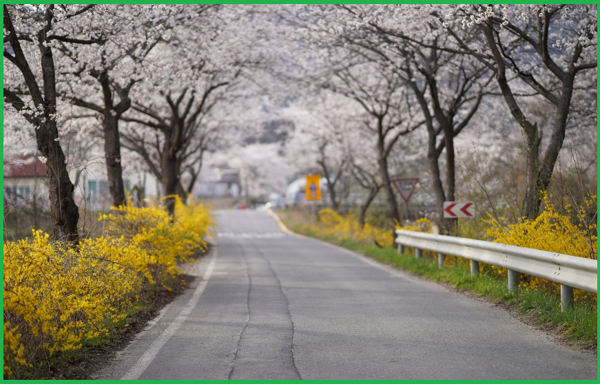 봄-서울-벚꽃구경