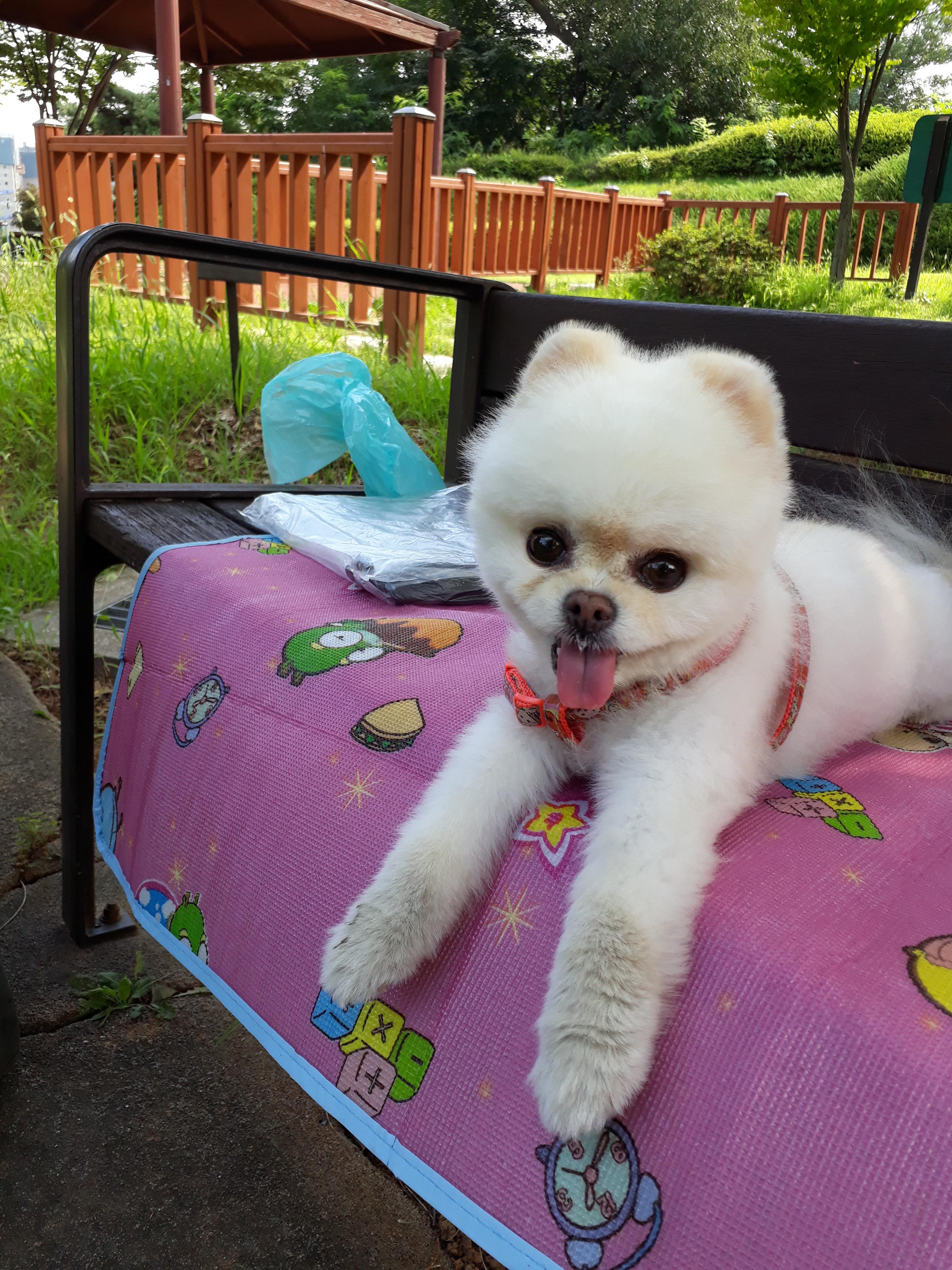 강아지 백내장 초기 증상과 확인법 : 예방법 3가지