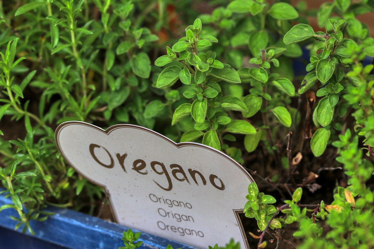 오레가노 오일 Oregano Essential Oil