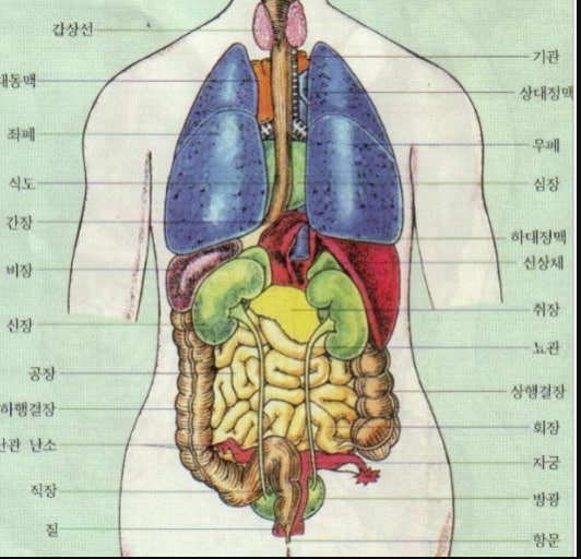 위장 위치 그림