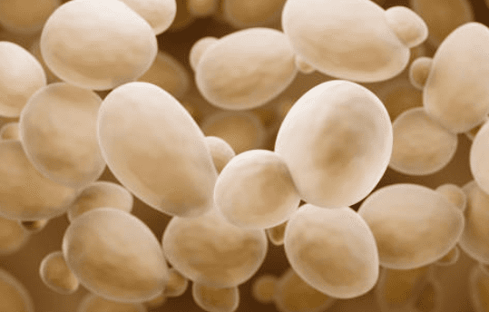 맥주효모의 효능