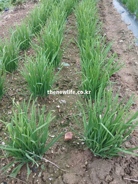 간 해독과 숙취 해소에 탁월한 부추 효능을 증명하는 싱싱한 부추밭 재배 현장