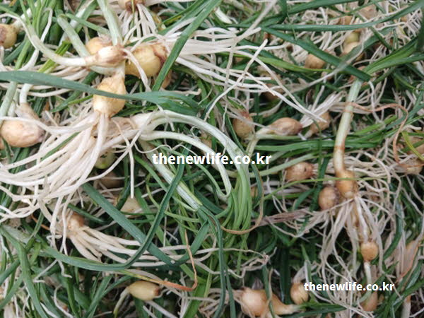 달래 효능의 피로 회소에 도움 되는 비타민C가 풍부한 달래 실사진