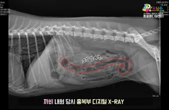 강아지 복막염 원인과 치료 방법_17