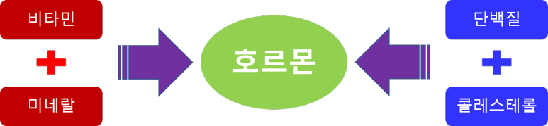 호르몬의 원료