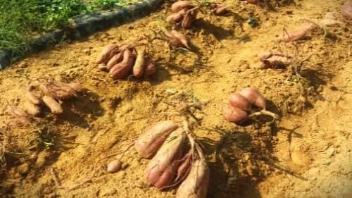 고구마-수확-수확시기