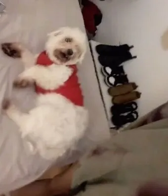 전 세계에서 가장 비싼 강아지 TOP20 몸값 높은 명품견 총정리 안내_20