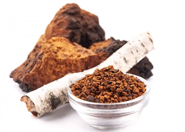 차가버섯 효능 및 부작용