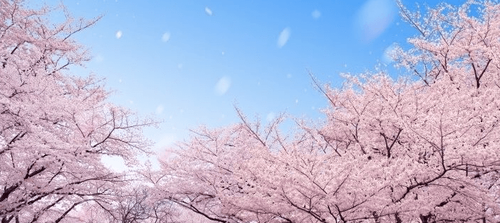 벚꽃축제 2023