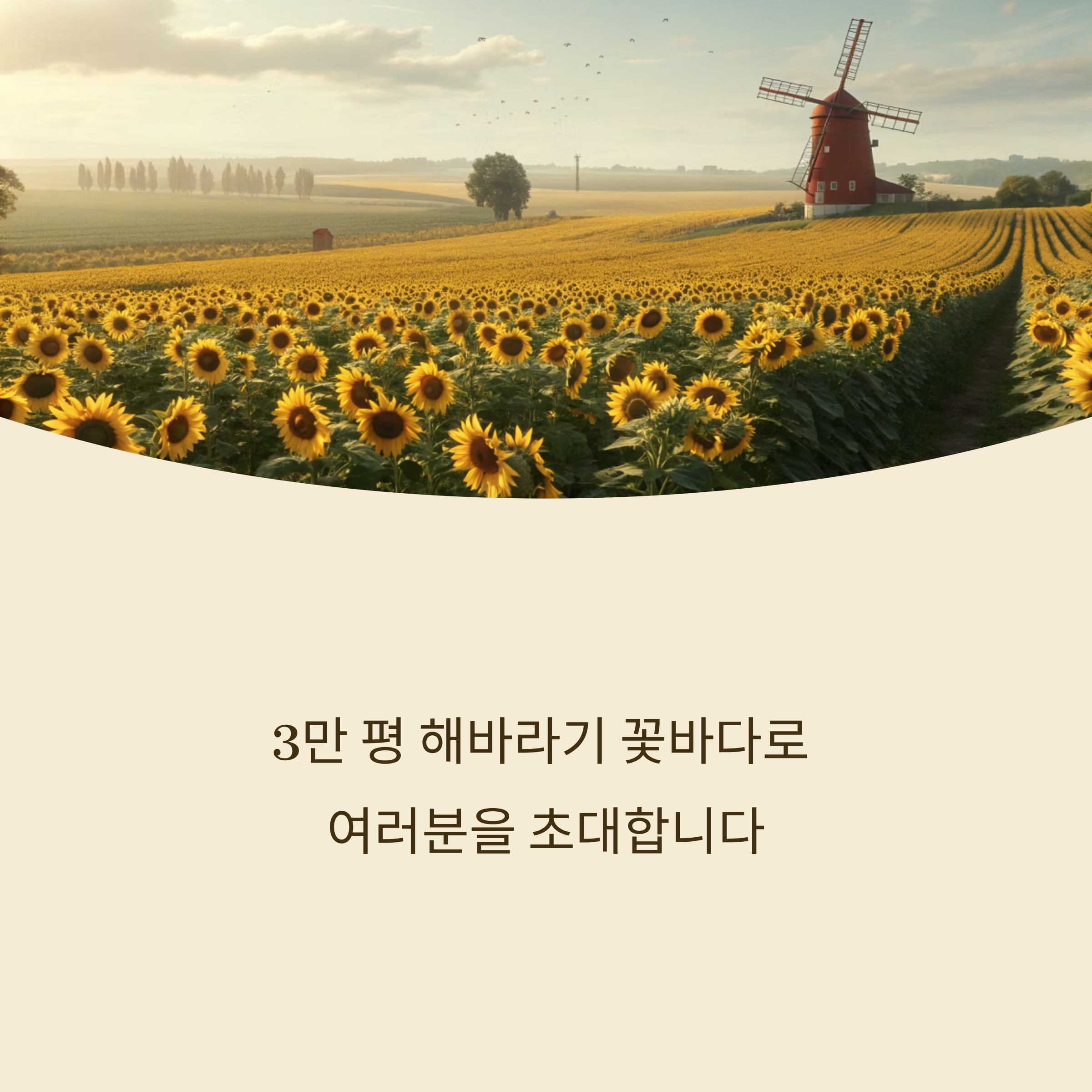 교동도 난정 해바라기 정원 축제, 3만 평 꽃바다 속으로