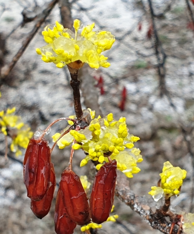 이천 백사 산수유 꽃 축제 기본일정과 프로그램 소개 박일준 앵두걸스 윙크 등 출연