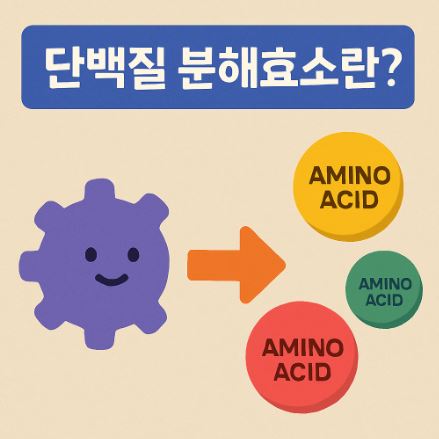단백질분해효소