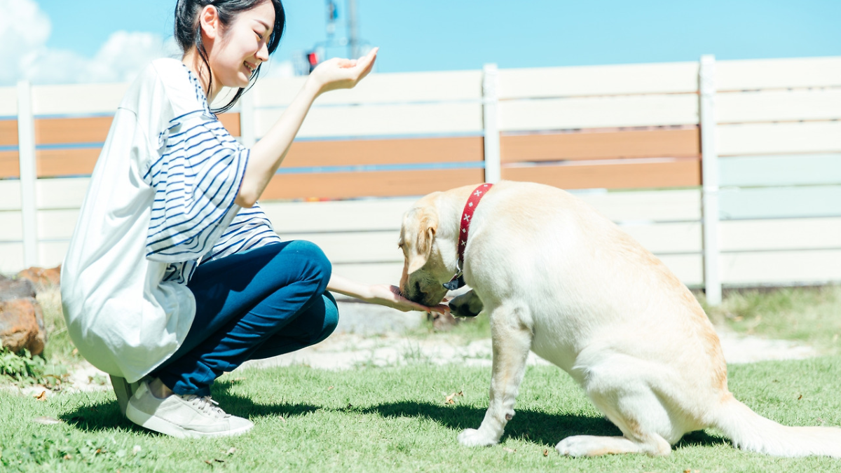 강아지 바나나 먹어도 될까요?