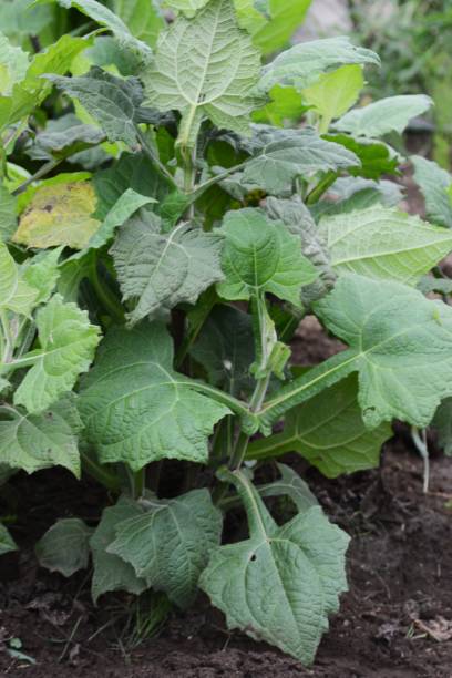 야콘 효능 10가지와 부작용 및 먹는법 및 보관법