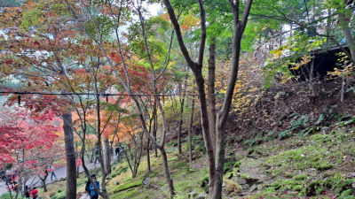 단풍명소_화담숲_이끼원